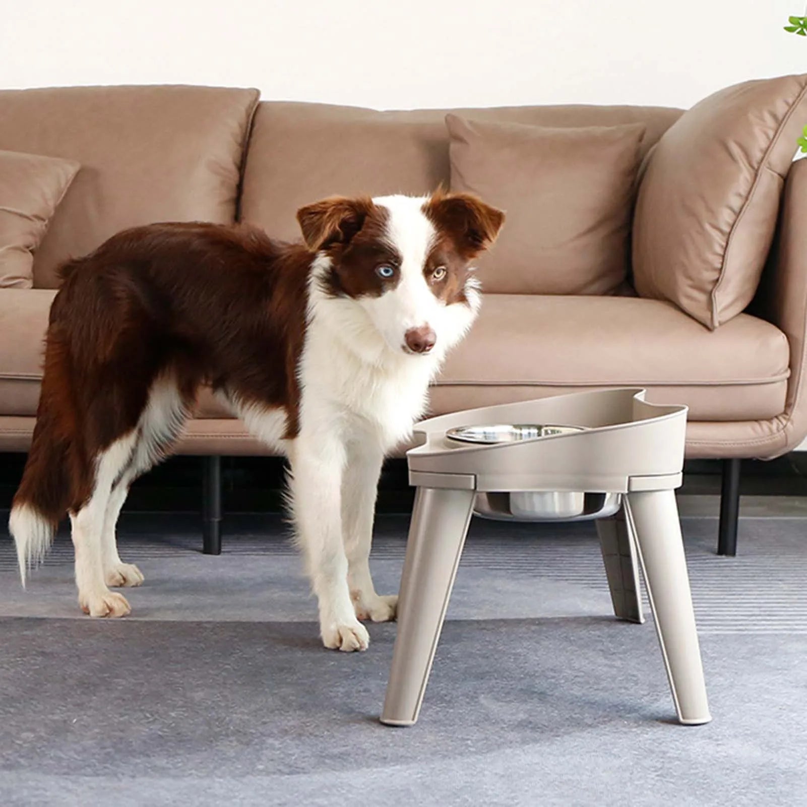 Stainless Steel Elevated Dog Bowl – Non-Slip, No Spill Design